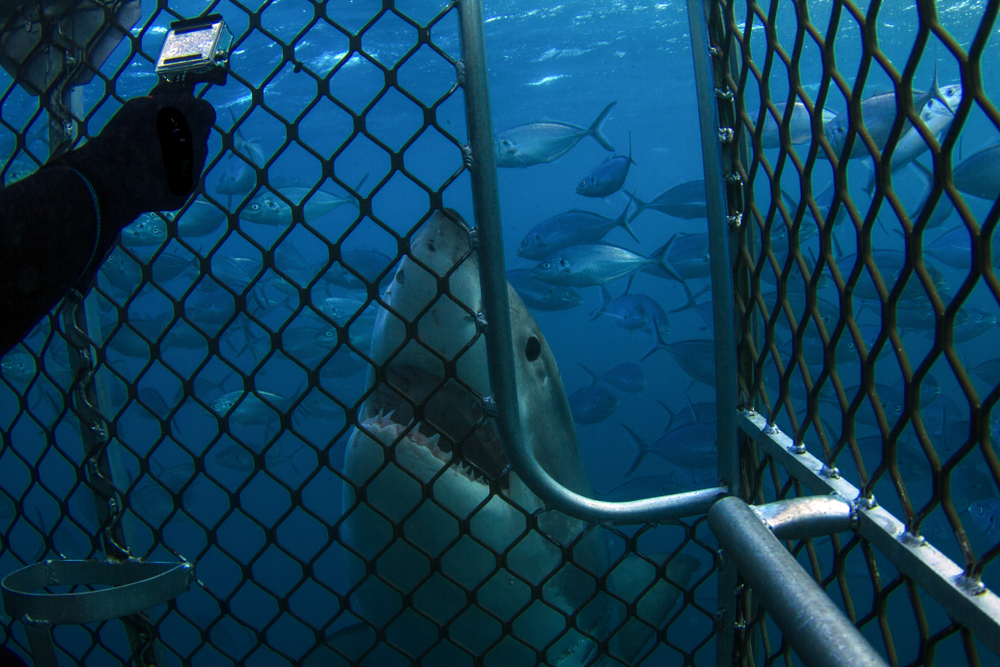 Great White Shark cage diving
