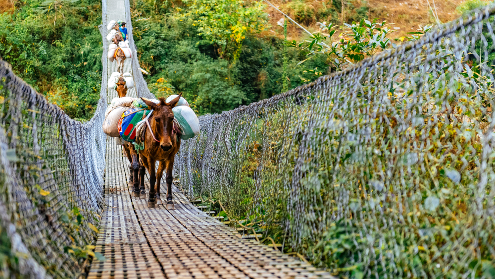Donkeys crossing metal suspension bridge in Nepal, Himalayas, Manaslu circuit trek 2017