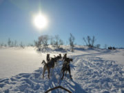 TROMSO, NORWAY - MARCH 7, 2017: Dog sledding tour on a cold and chilly winter day at the mountains of Tromso