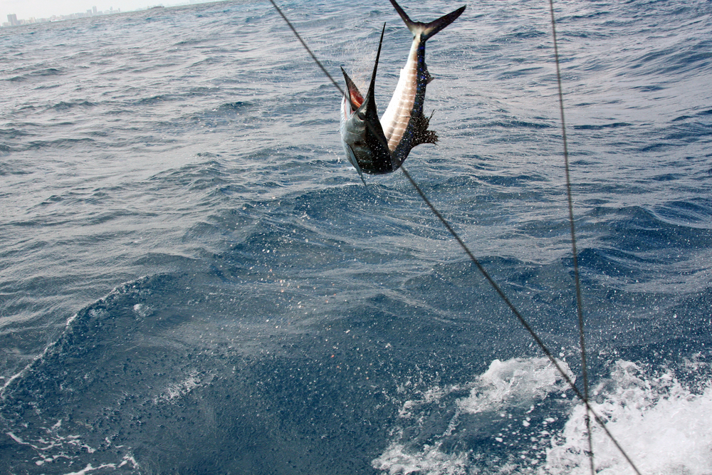 Deep Sea Fishing in South Florida, with a big sailfish jumping