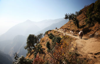 Donkeys on Himalayas/Donkeys on the way to Everest base camp.
