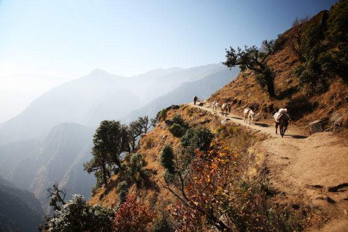 Donkeys on Himalayas/Donkeys on the way to Everest base camp.