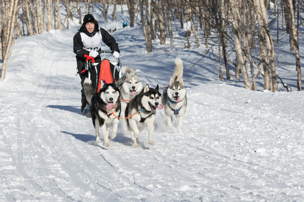 PETROPAVLOVSK, KAMCHATKA, RUSSIA - JANUARY 19, 2014: Sportswoman musher runs dogsled in forest on a sunny day. Petropavlovsk-Kamchatsky Championship Sled Dog Race (Sled Dog Racing or Dog Sled Racing).
