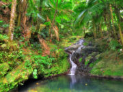 Small cascade in El Yunque national forest, Puerto Rico
